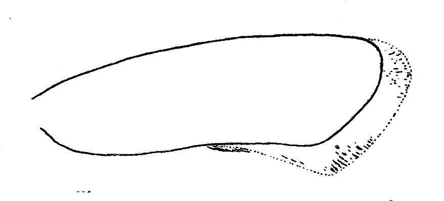 Vorm voorvleugel met franje bij de Preimot (Acrolepiopsis assectella, Plutellidae).